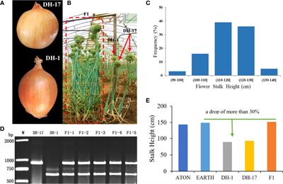Construction of a high-resolution genetic map and identification of single nucleotide polymorphism markers relevant to flower stalk height in onion